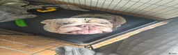 English Bulldog dogs for sale: English bulldog - Advert 1