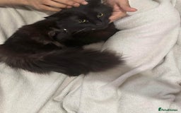 British Longhair cats for sale: British long hair + Turkish Angora - Image 13