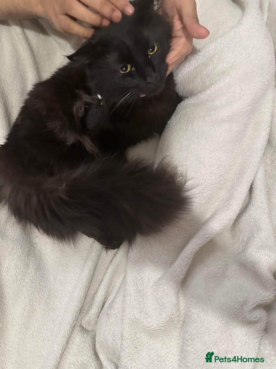 British Longhair cats for sale: British long hair + Turkish Angora - Image 13