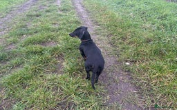 Dachshund dogs for sale: Miniature dachshund  - Image 11