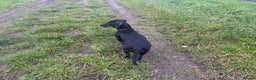 Dachshund dogs for sale: Miniature dachshund  - Advert 9