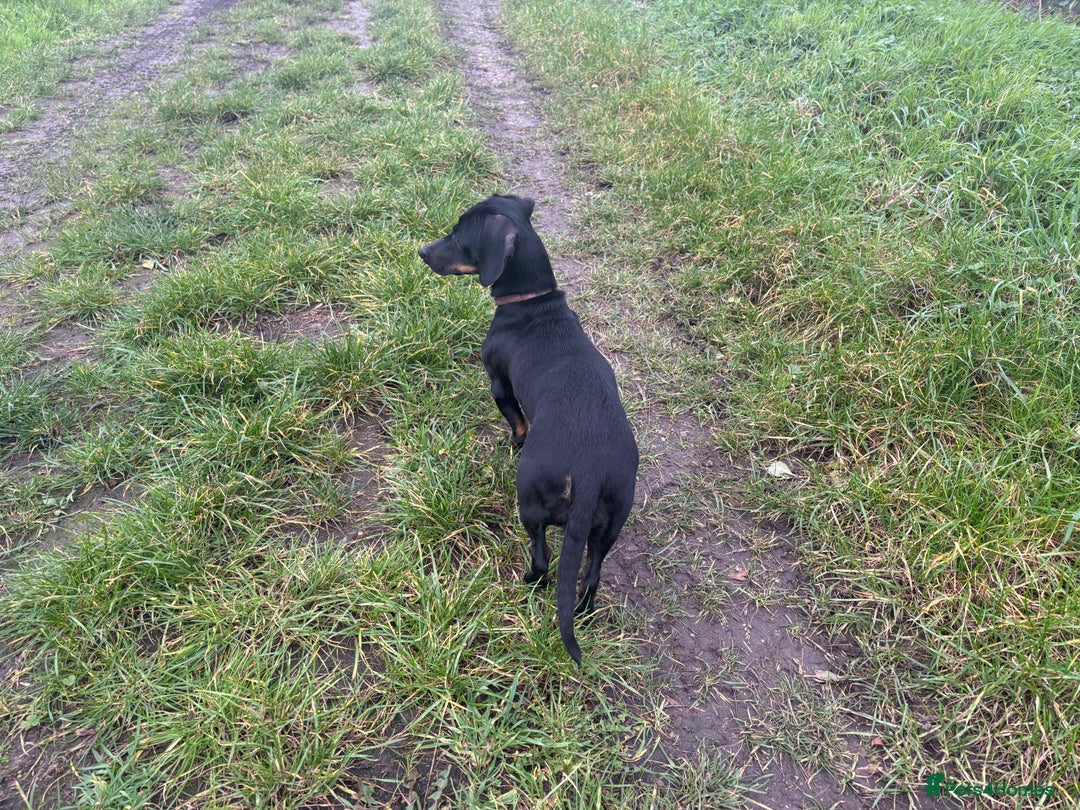 Dachshund dogs for sale: Miniature dachshund  - Image 11