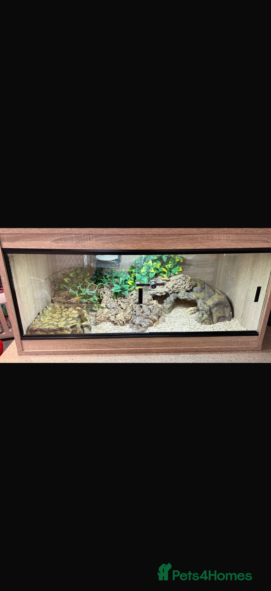 Python Snake reptiles Royal pythons  - Advert 1