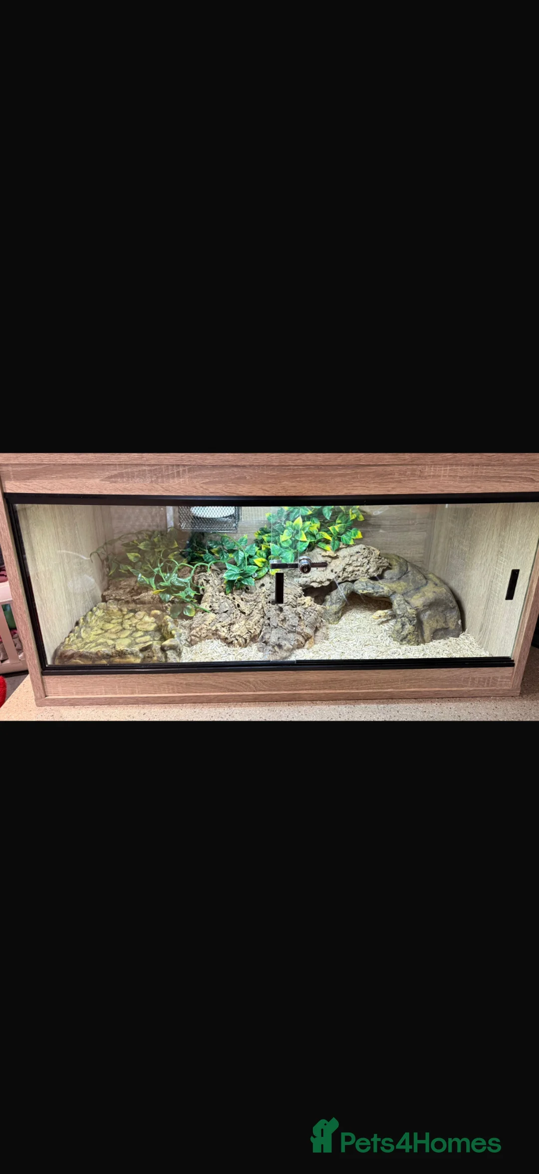 Python Snake reptiles for sale: Royal pythons  - Advert 1