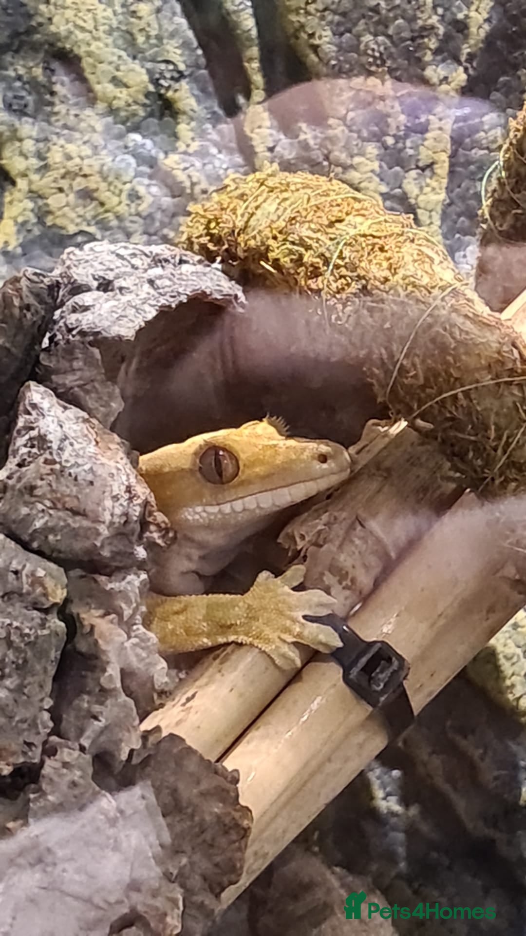 Gecko reptiles for sale: Crested geko for rehome  - Advert 1