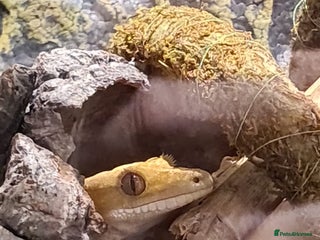 Gecko reptiles Crested geko for rehome - Advert 1