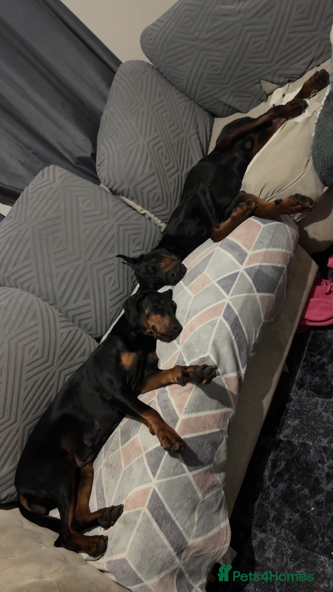 Dobermann dogs for sale: ⭐️DOBERMAN🐾PUPPIES⭐️🐶AVAILABLE🐾MID🐾SEPTEMBER🐶 - Image 7