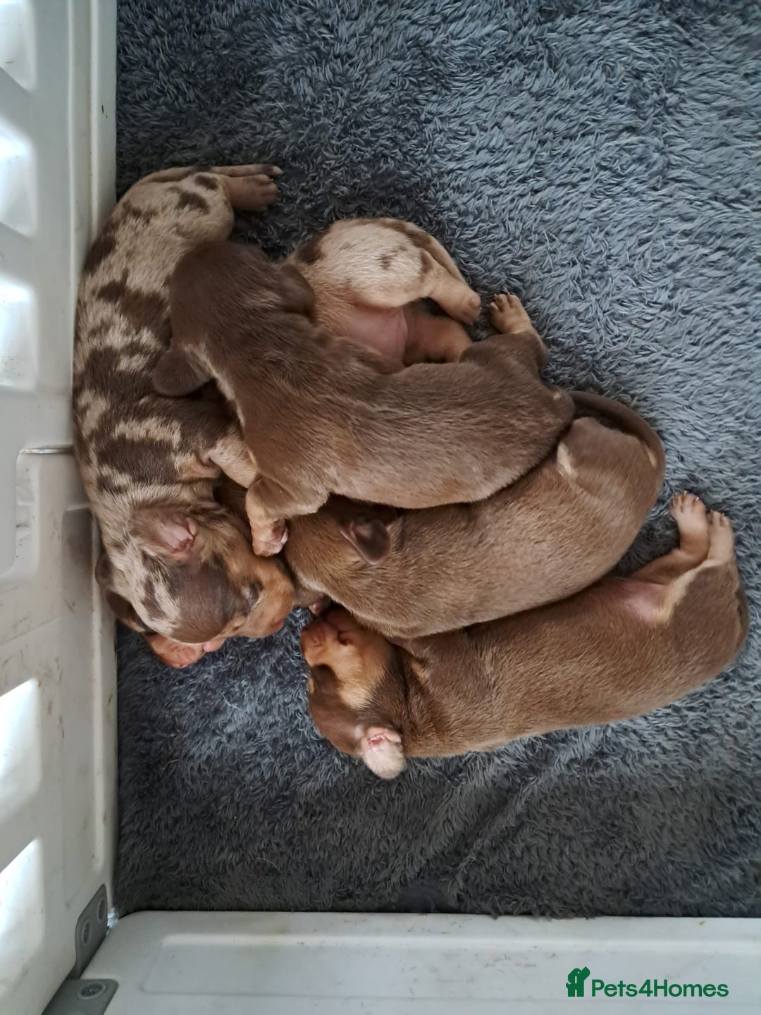 Dachshund dogs for sale: 4 absolutely gorgeous dachshund girls  - Advert 9