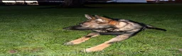 German Shepherd dogs for sale: 1 year old German Shepherd male - Advert 5