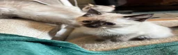 Ragdoll cats for sale: Ragdoll cross kittens  - Advert 32