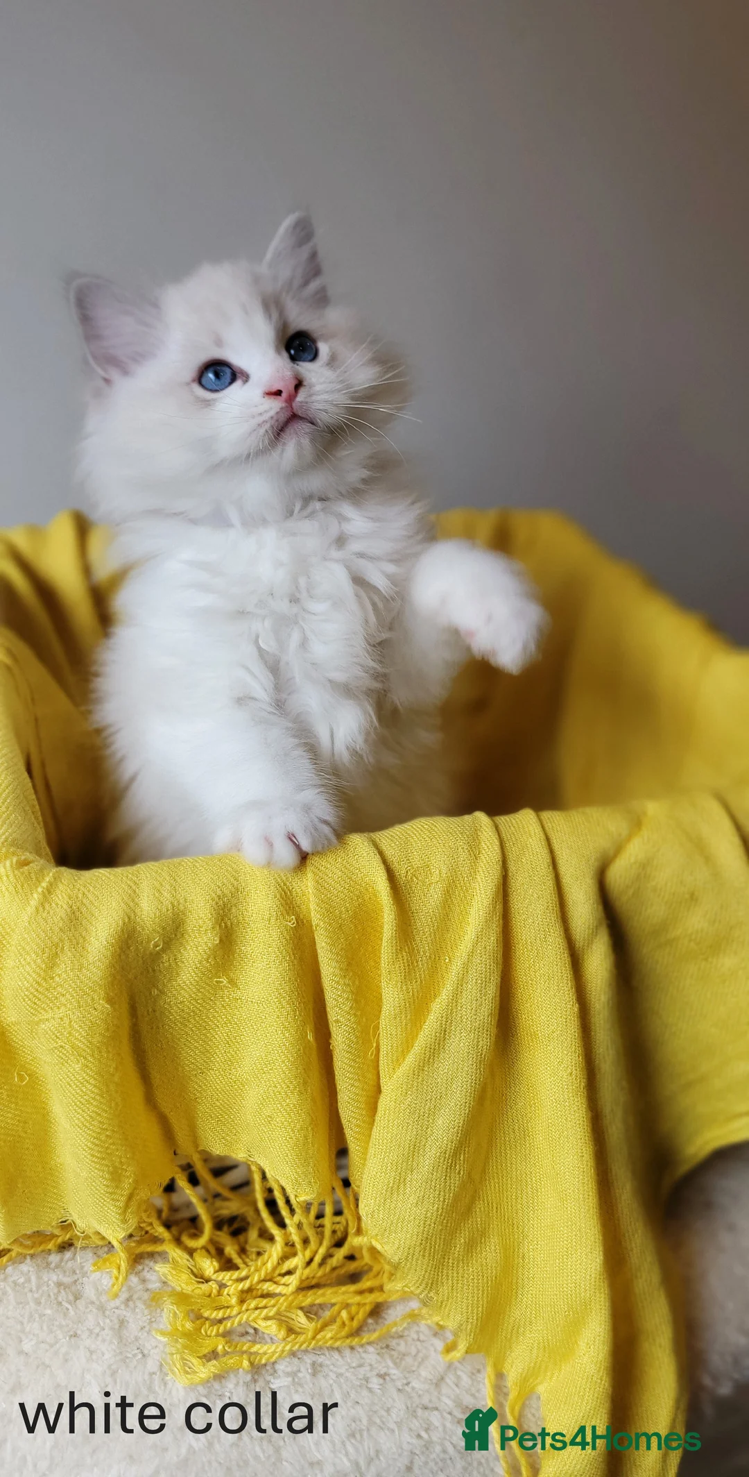 Ragdoll cats for sale: 😸Fully GCCF Certified Pedigree Ragdoll kittens💕 - Advert 31