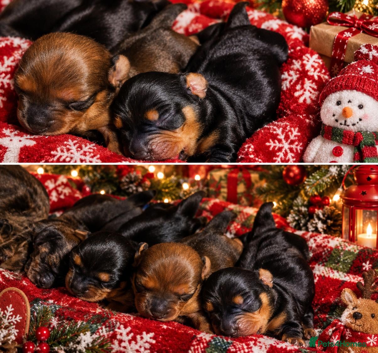 Miniature Dachshund dogs for sale: KC registered Miniature Dachshunds - Advert 13