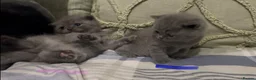 British Shorthair cats for sale: BSH beautiful Kittens 💗💙💗💙 - Advert 5