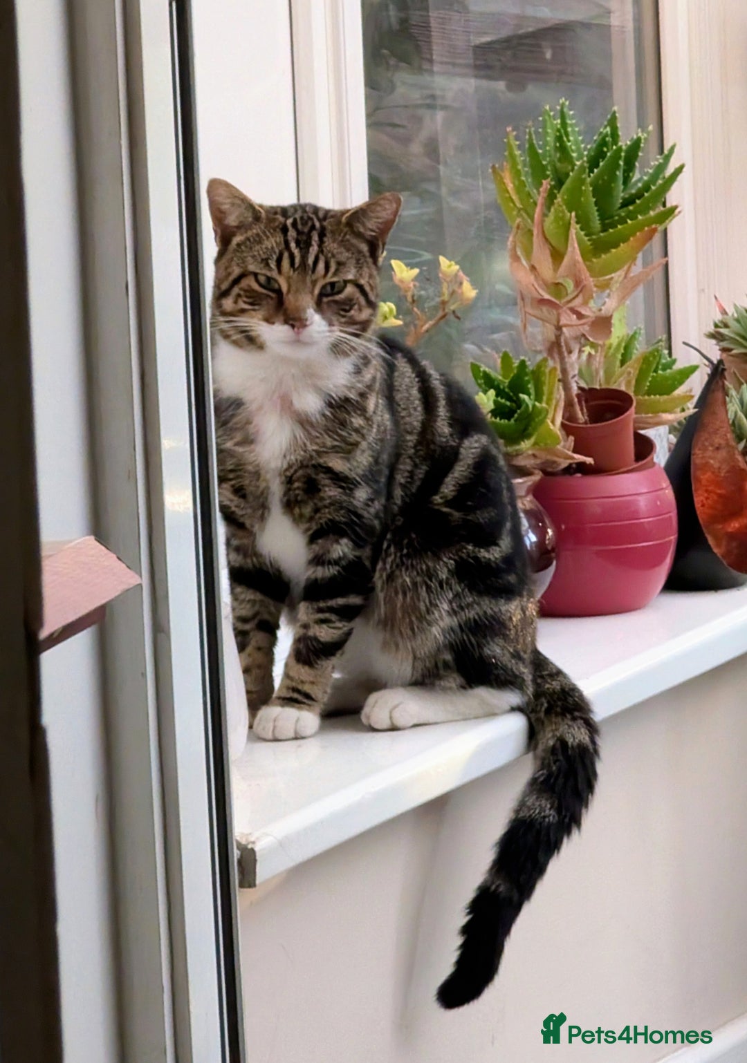 Mixed Breed cats for sale: Stunning kittens looking for loving forever homes - Advert 11