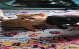 Mixed Breed cats for sale: Beautiful kittens needing loving homes - Image 16