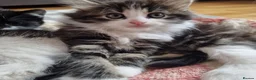 Mixed Breed cats for sale: 5 Beautiful Kittens For Sale!!!!! - Advert 8