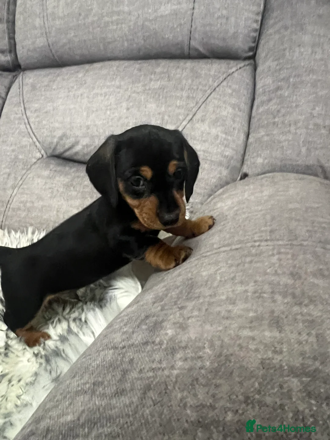 Dachshund dogs for sale: Adorable Dachshund puppies 4 boys 2 girls - Advert 7