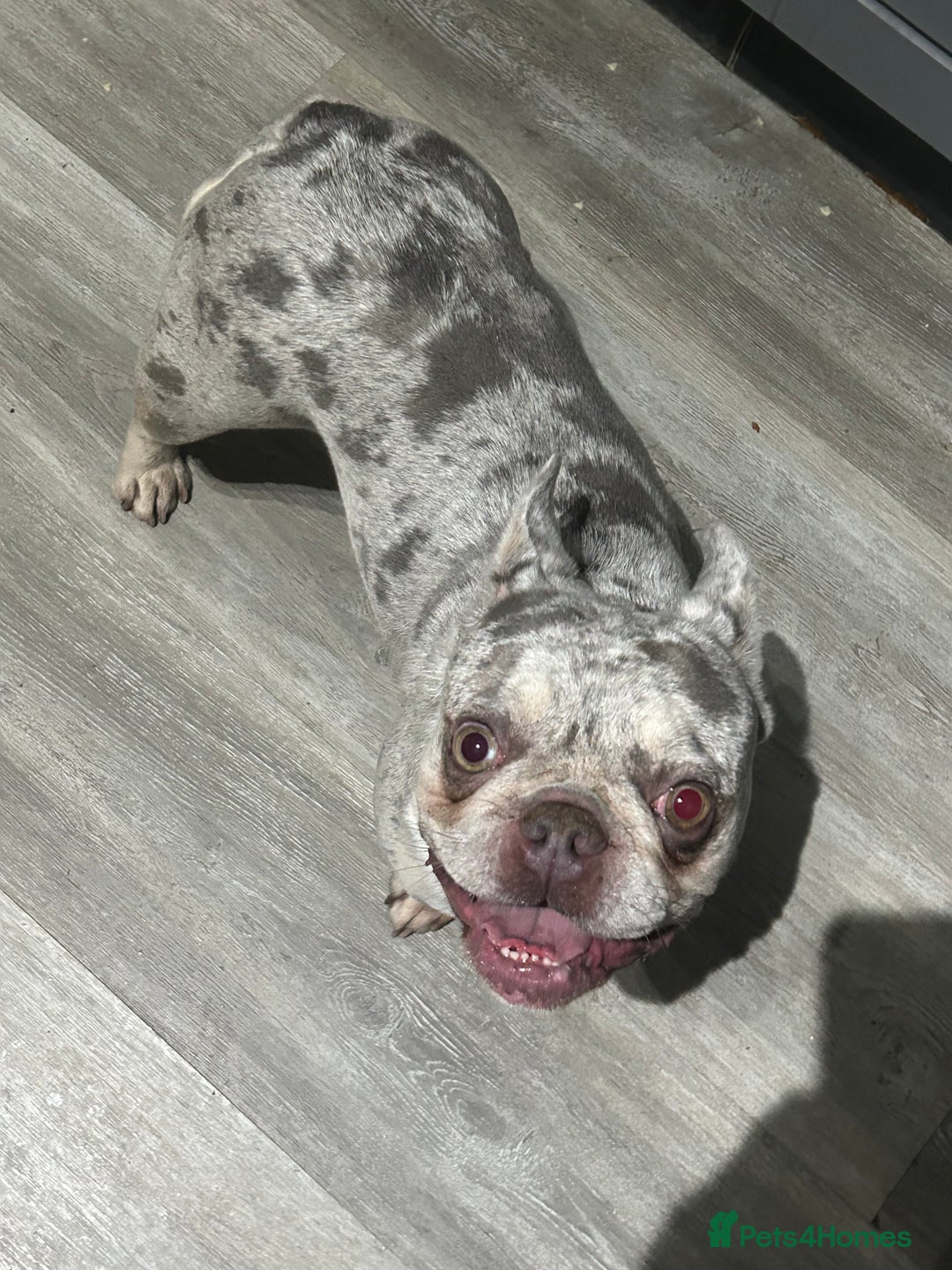 French Bulldog dogs for sale: Nala & daisy 4 1/2 & 6 1/2 yr old fem French’s  - Advert 2