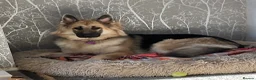 German Shepherd dogs for sale: 10 month old German shepherd  - Advert 3
