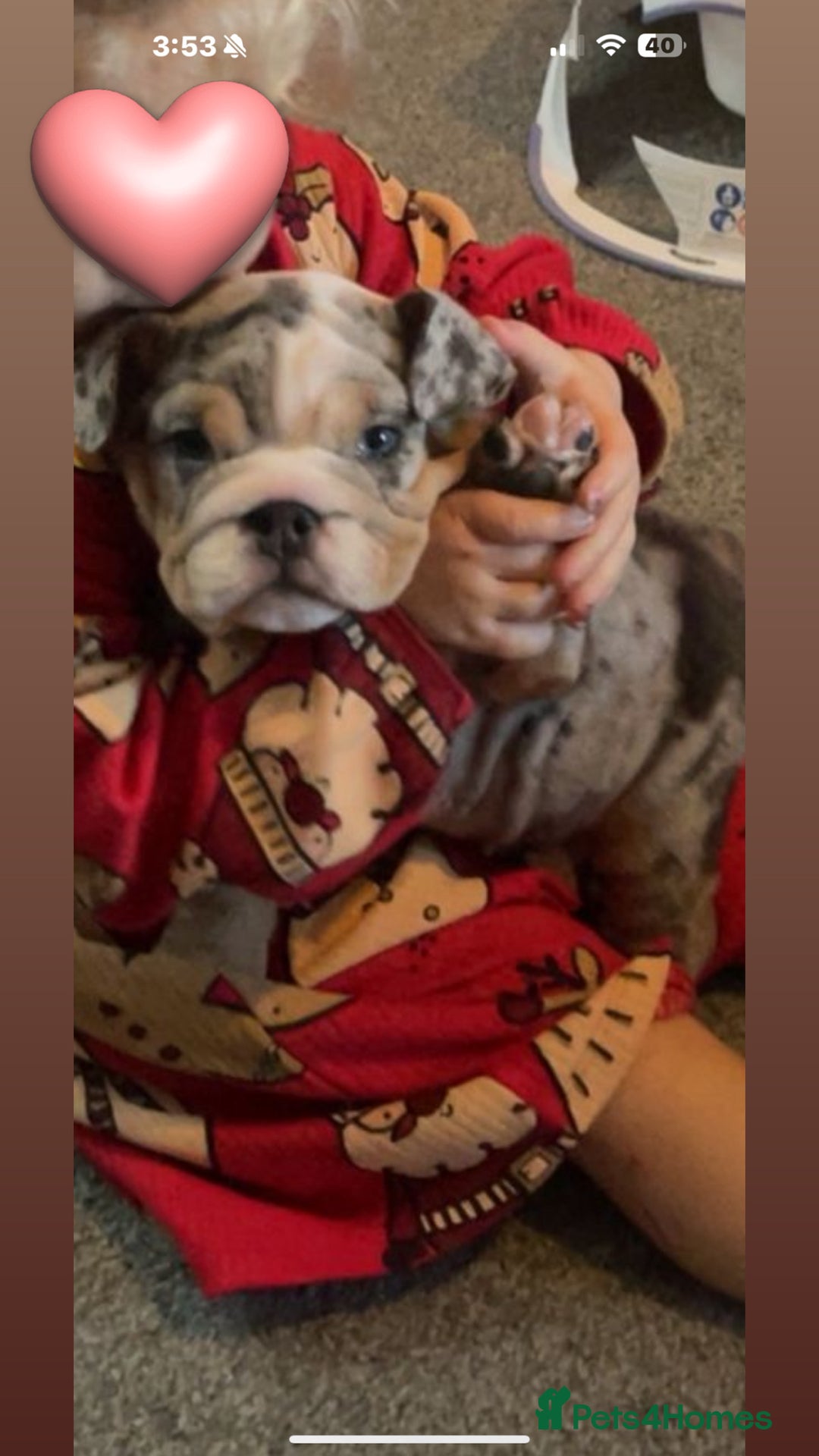 English Bulldog dogs for sale: 10 week old English bulldog  - Advert 2