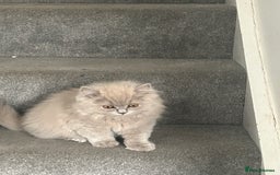 British Shorthair cats for sale: British short hair mix Scottish  - Advert 6