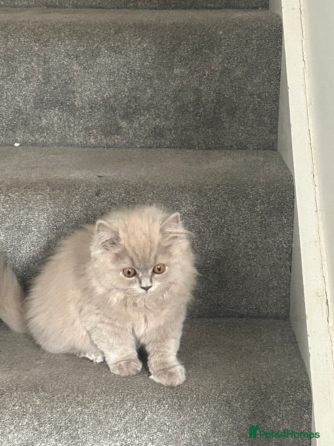 British Shorthair cats for sale: British short hair mix Scottish  - Advert 6