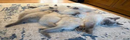 Ragdoll cats for sale: RAGDOLL kittens 3xBOYS, 3xGIRLS - Advert 32