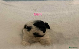 Cavachon dogs for sale: beautiful cavapoochon puppies  - Image 5