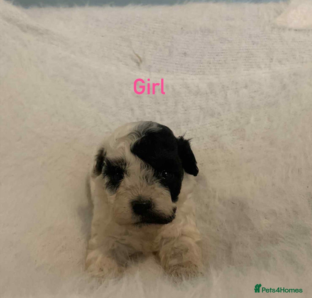Cavachon dogs for sale: beautiful cavapoochon puppies  - Image 5