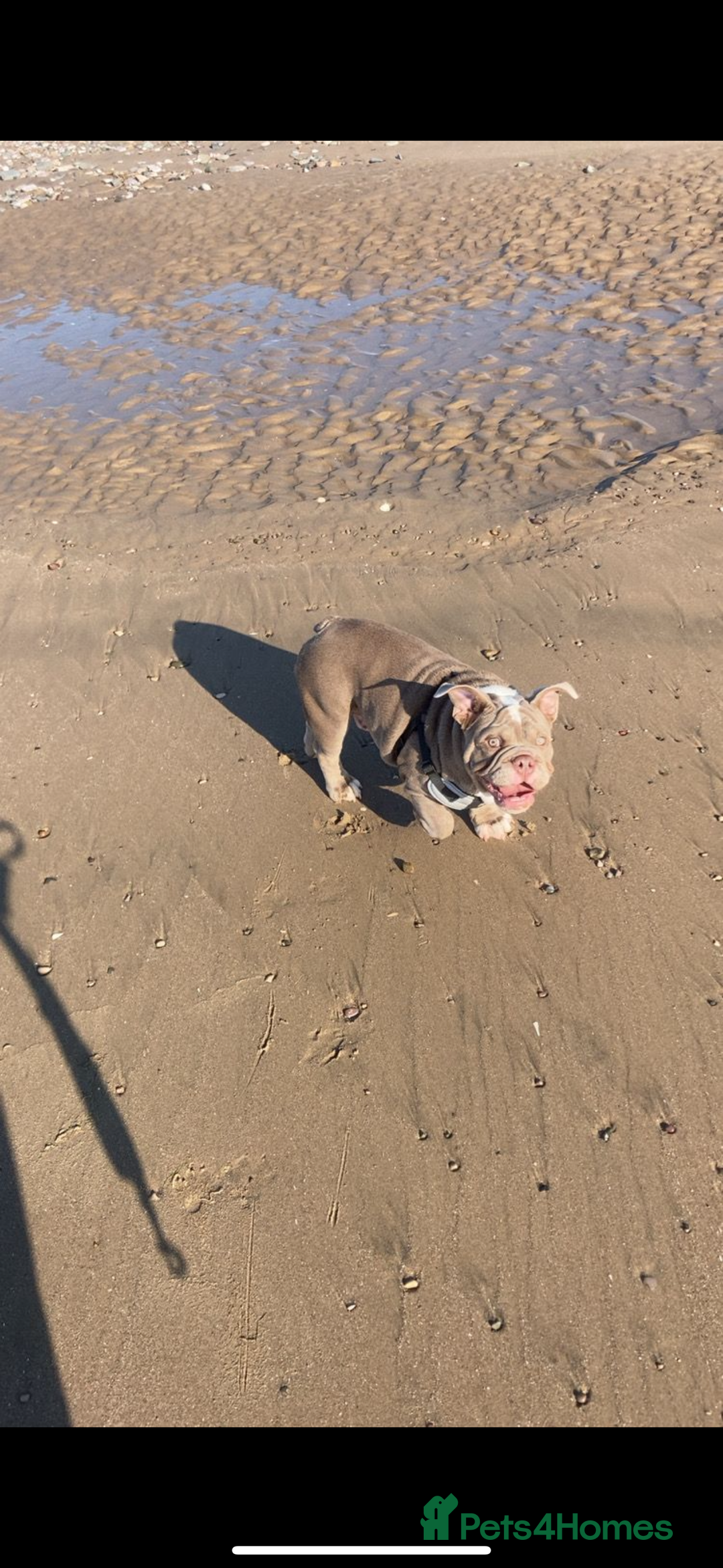 English Bulldog dogs for sale: Intact male lilac British bulldog - Image 5
