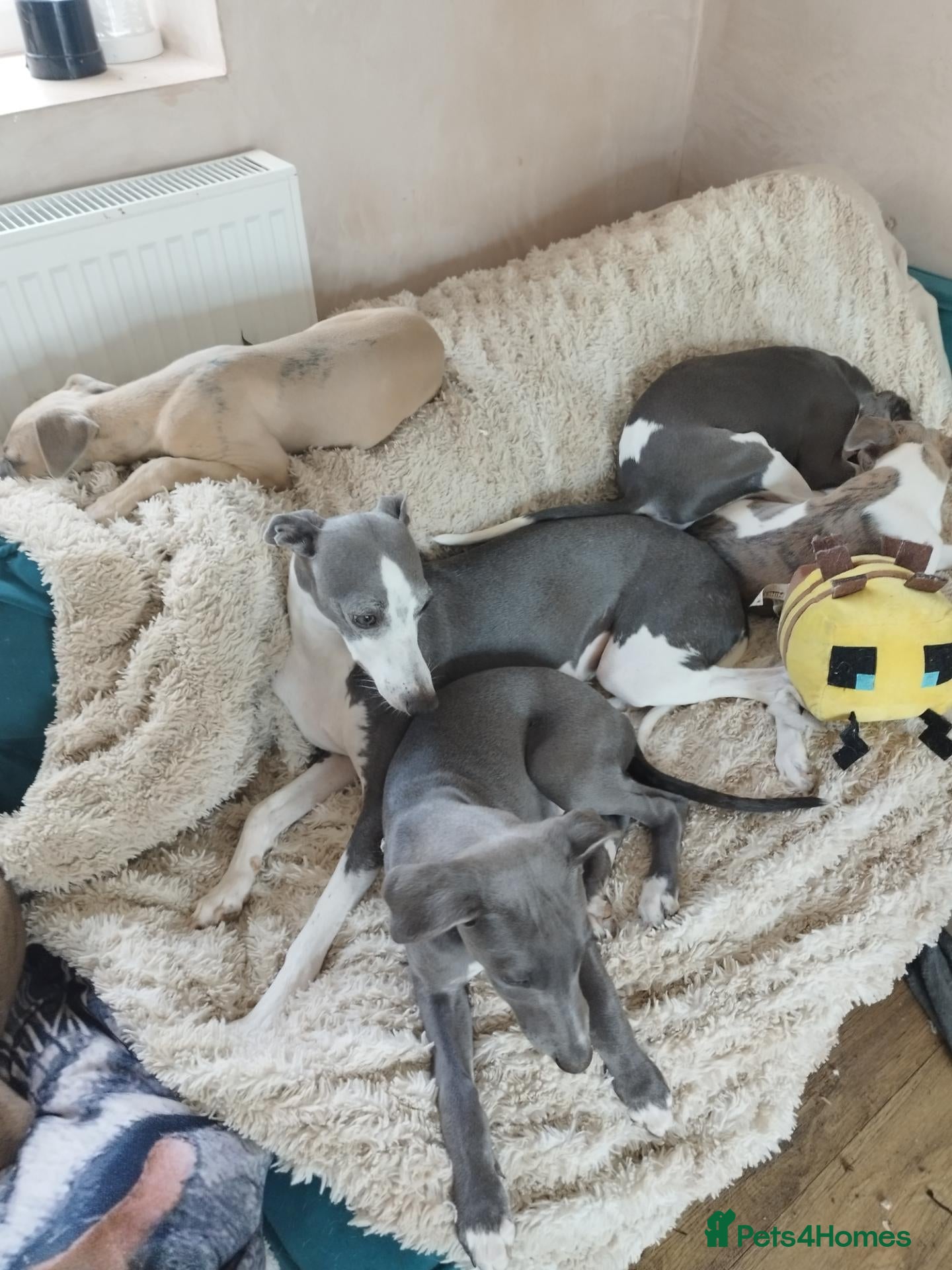 Whippet dogs Show quality KC reg pups - Advert 7