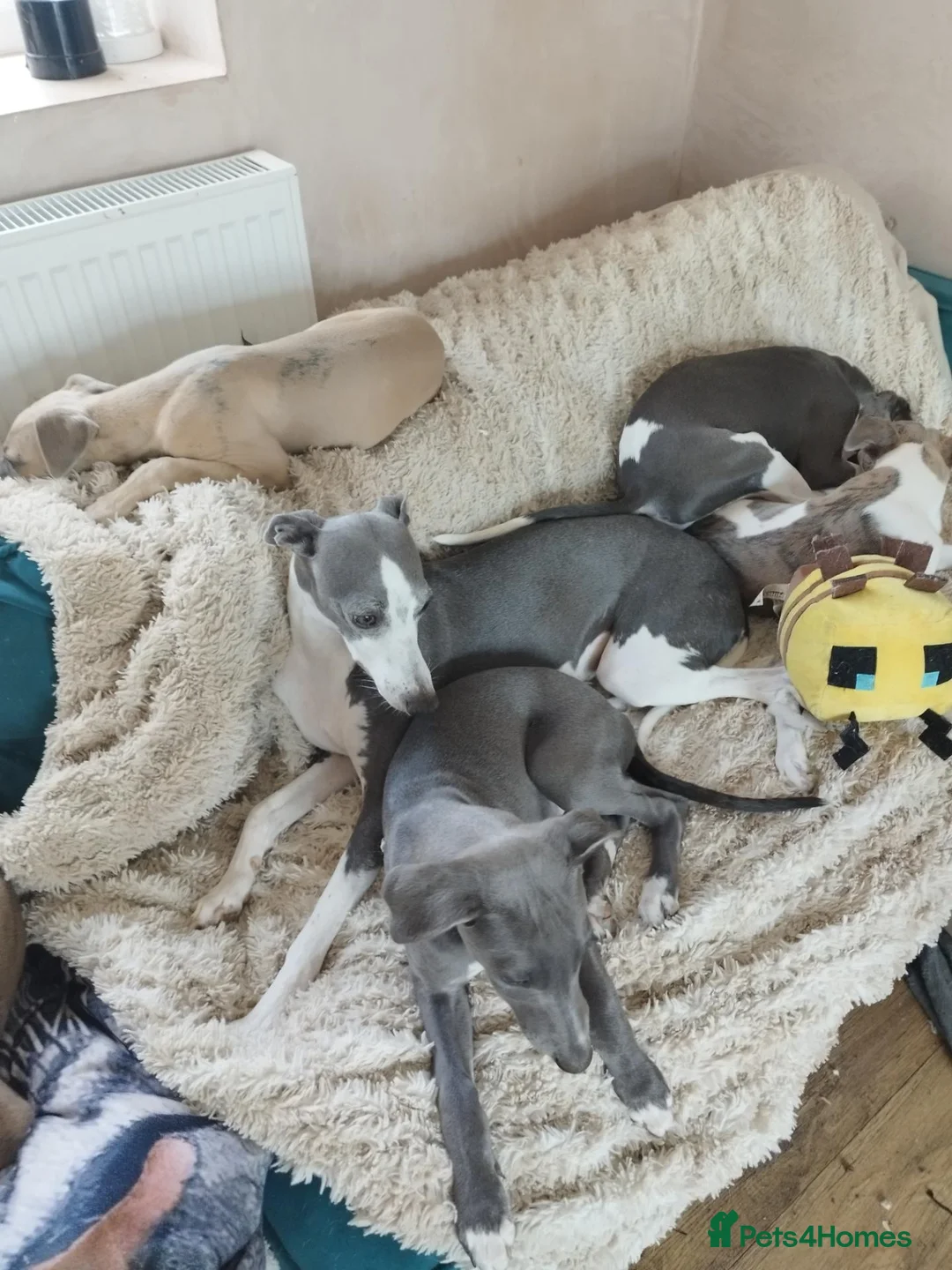 Whippet dogs for sale: Show quality KC reg pups - Advert 1