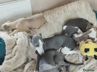 Whippet dogs Show quality KC reg pups - Advert 1