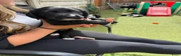 Cockerdor dogs for sale: Ready tomorrow, 4 pups left  - Advert 15