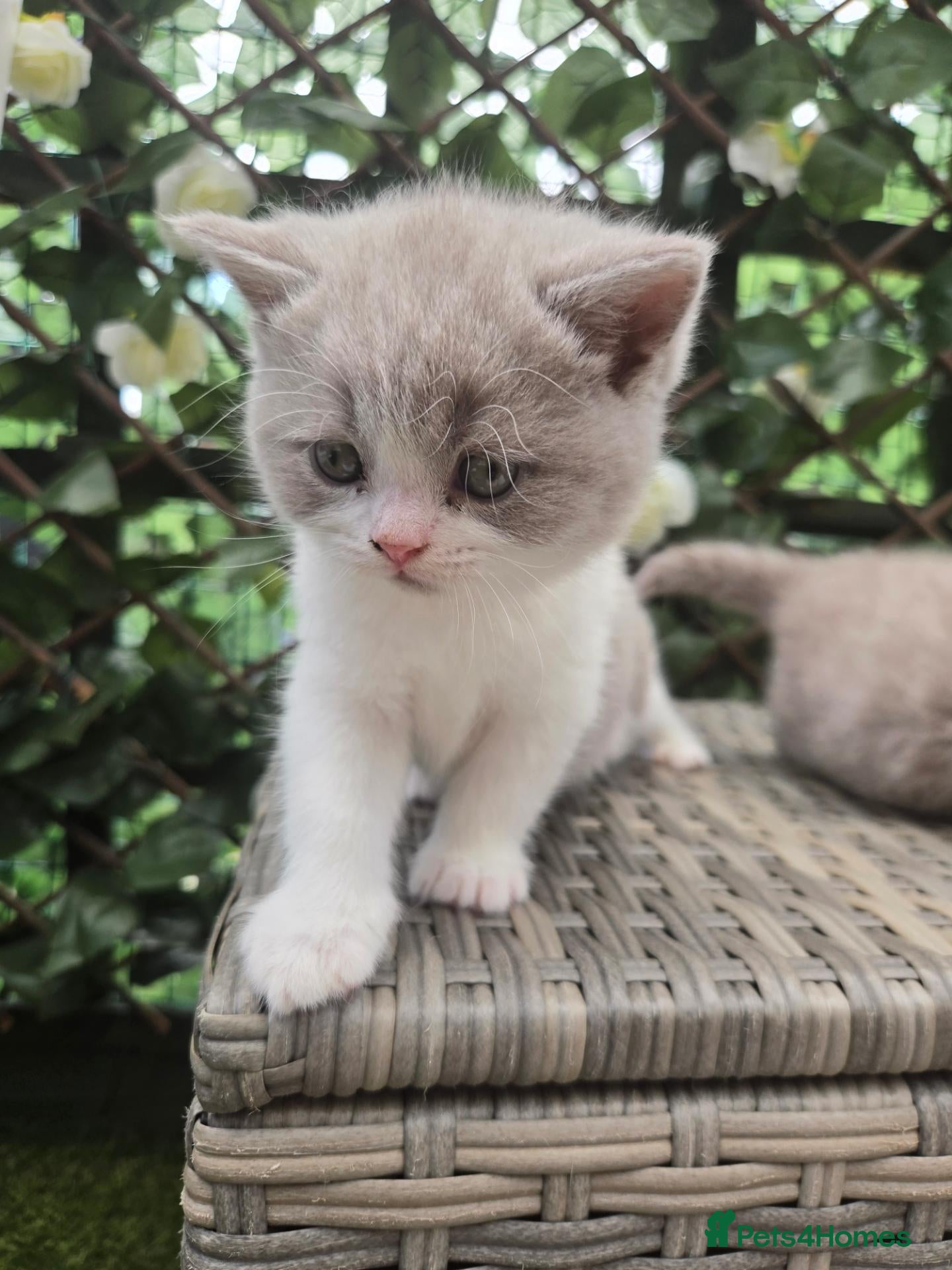British Shorthair cats Full british shorthair kittens - Advert 1