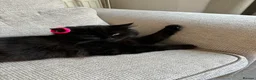 Domestic Shorthair cats for sale: 4 year old male cat in Runcorn - Advert 2