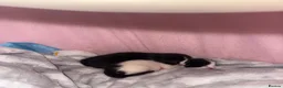 Mixed Breed cats for sale: 2 Beautiful Ragdoll Cross Kittens Ready Soon in Preston - Advert 4