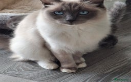 Ragdoll cats for sale: 2 x GCCF Registered Ragdolls for Sale - Image 20