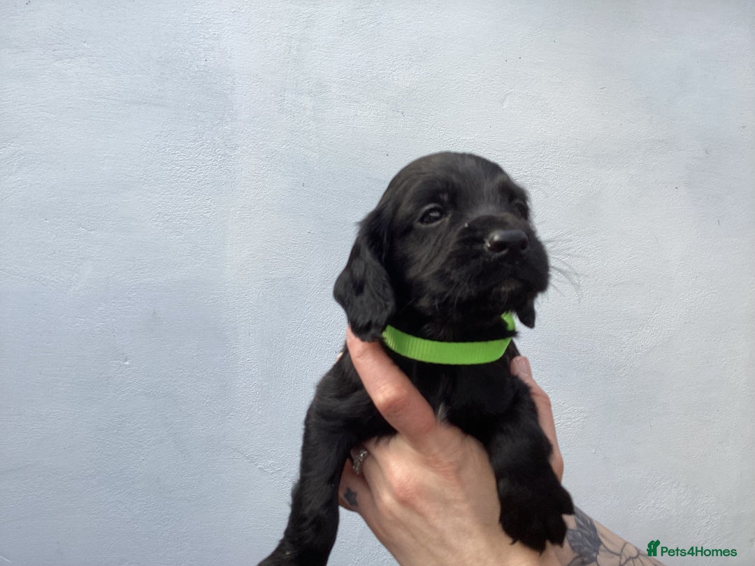 Cocker Spaniel dogs for sale: Cocker Spaniels, KC reg, Health Tested parents  - Image 5