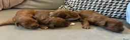Cavapoo dogs for sale: Cavapoo F1B Beautiful puppies Due 20th June  - Advert 28