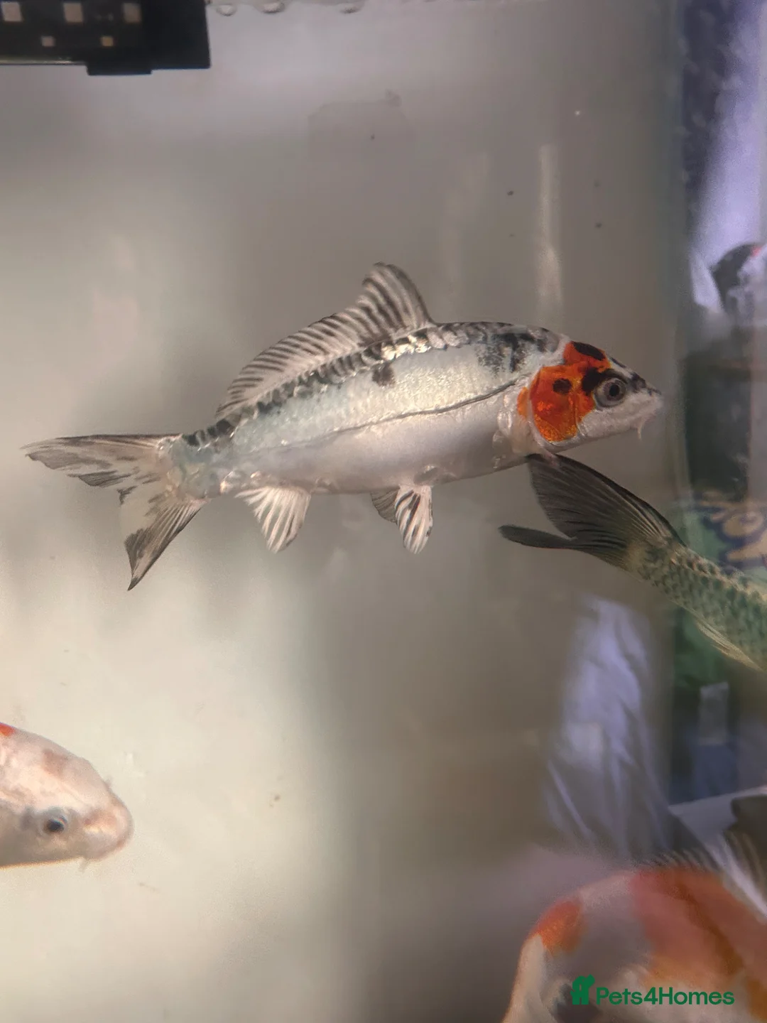 Koi Carp fish for sale: Young koi for sale *birth date not exact!* in Wotton-under-Edge - Advert 2