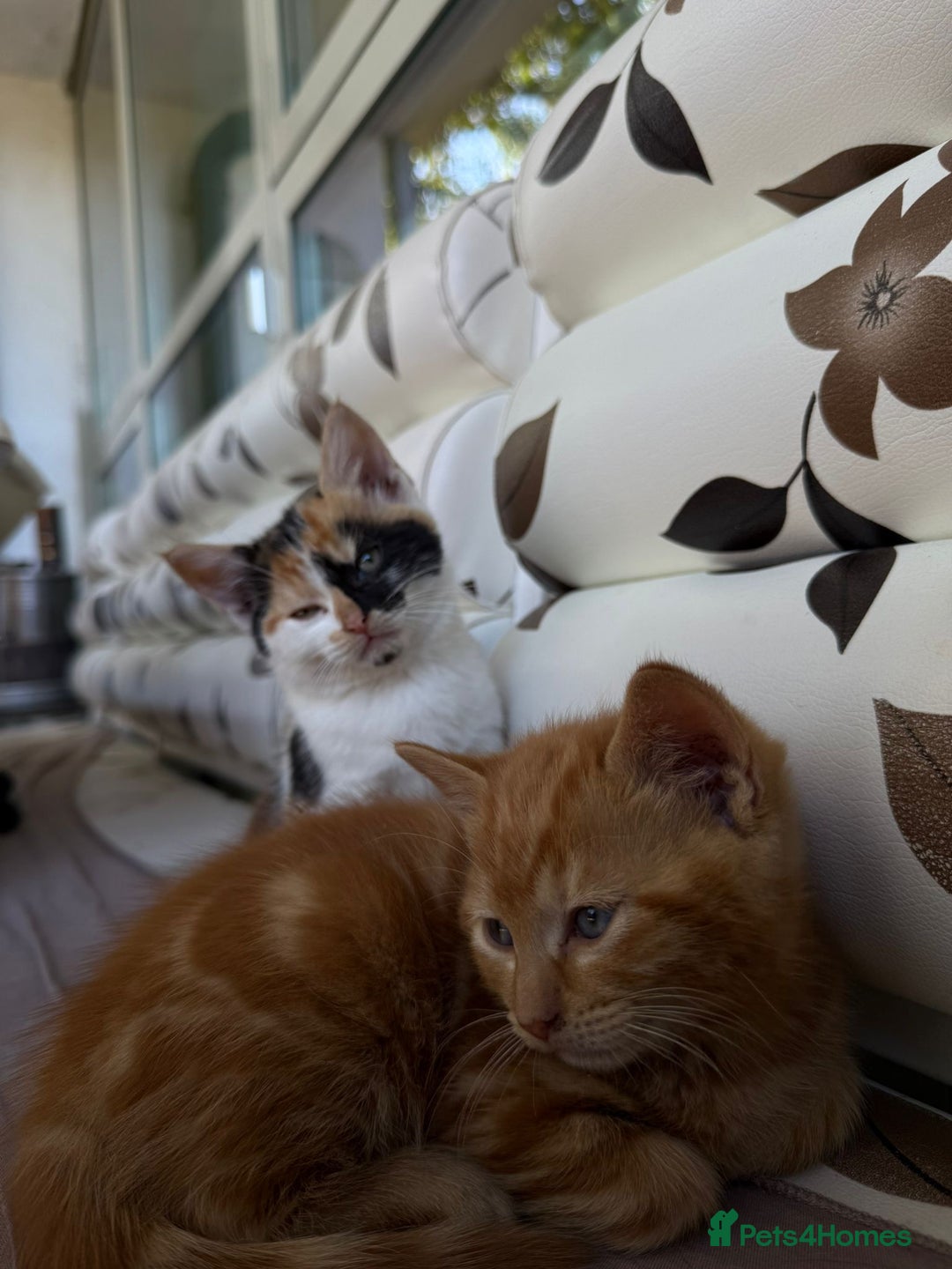 Mixed Breed cats for sale: 1 male 1 female kitten for sale  - Image 3