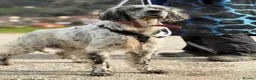 English Setter dogs for adoption: Iru   - Advert 2