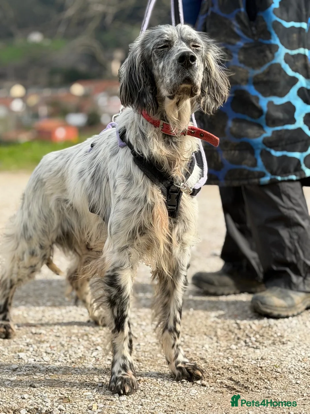 English Setter dogs for adoption: Iru   - Advert 2