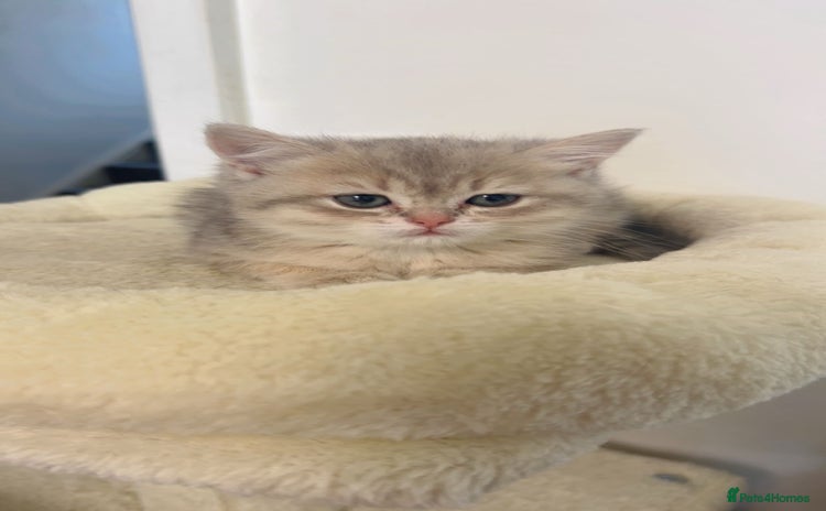 British Shorthair cats in Wigston - Advert 2