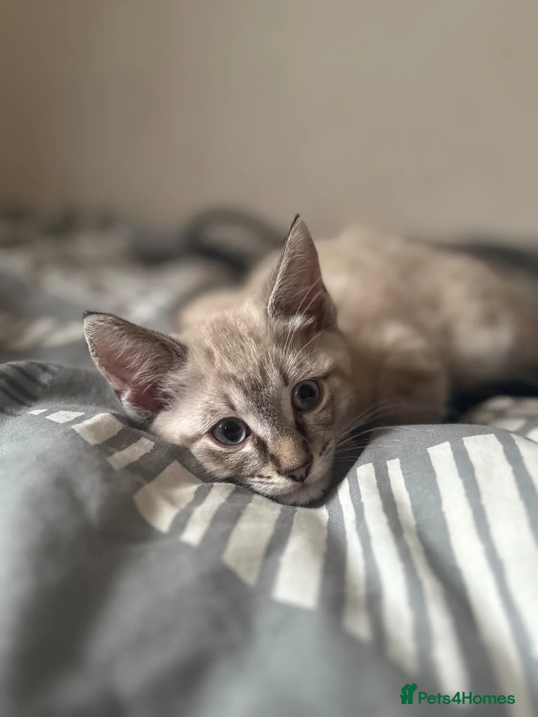 Mixed Breed cats for sale: 3 beautiful kittens for sale  - Advert 2