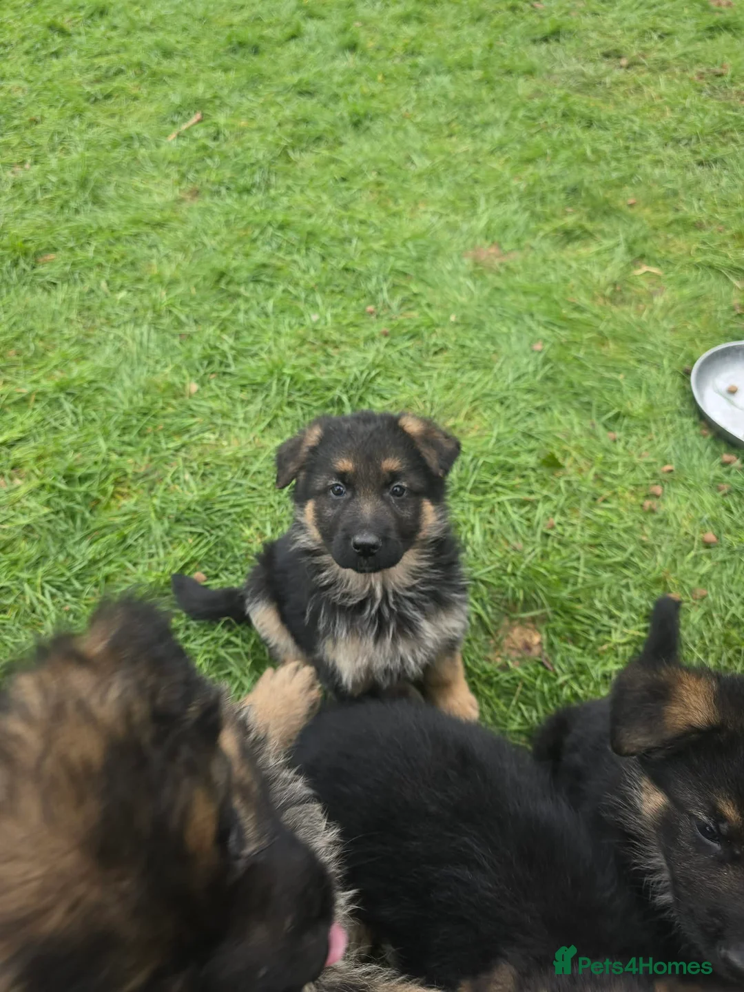 German Shepherd dogs for sale: Beautiful KC registered German Shepherd pups - Advert 7