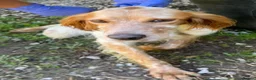 English Setter dogs for adoption: Nacho in Tonypandy - Advert 6