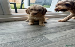 Cockapoo dogs for sale: - 3 Cockapoo Puppies - ! collect today ! Chester - - Image 13