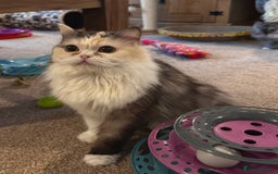 Persian cats for sale: 3 Cuddly Persian Babies❤️ - Image 18